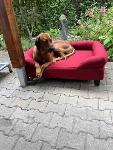 Tolles Bett für unseren Bayo! Die Füße wurden nachgeliefert und montiert- alles super! Eigenes schickes Sofa, wird von Anfang an gut angenommen! Lieblingsplatz zu Chillen im Wohnzimmer!