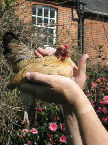 So ein hübsches huhn