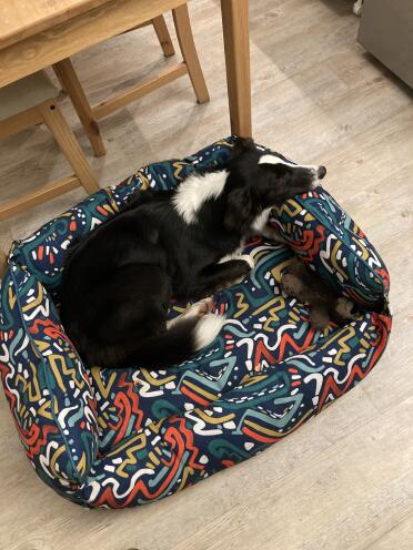 Ein border collie, der in seinem gemütlichen nest zur ruhe kommt