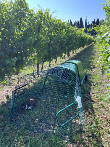 Der zaun im weinberg sicher vor füchsen