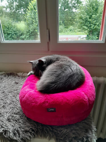 O'malley liebt all diese süße
