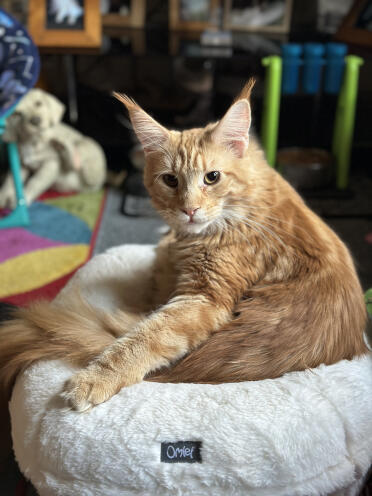 Hamish mein mainecoon liebt dein bett 😻
