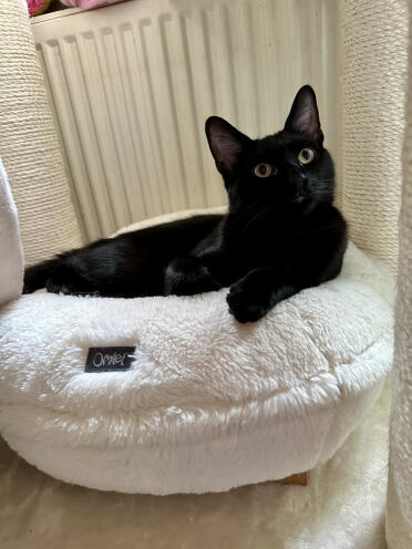 Mond mein baby liebt dein bett 🖤
