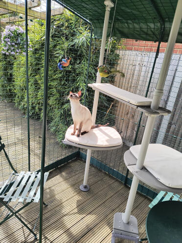 Yzma liebt ihre katio