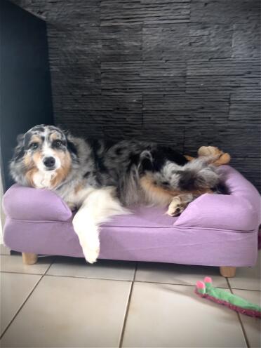 Jaya, die keine zeit damit verschwendet hat, ihr neues bett auszuprobieren