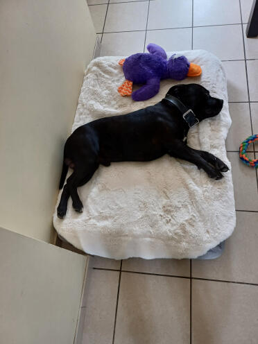 Korb Topology l mit einem staffie