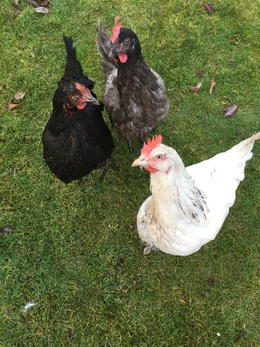 Phoebe, Poppy und gänseblümchen
