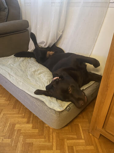Taïko, der seinen dodo liebt!