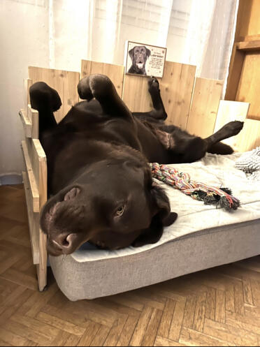 Zu bequem der dodo!
