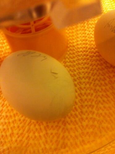 polieren Ei inkubieren