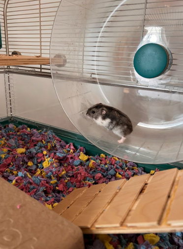 Unser hamster liebt es, das große rad in seinem käfig zu benutzen!