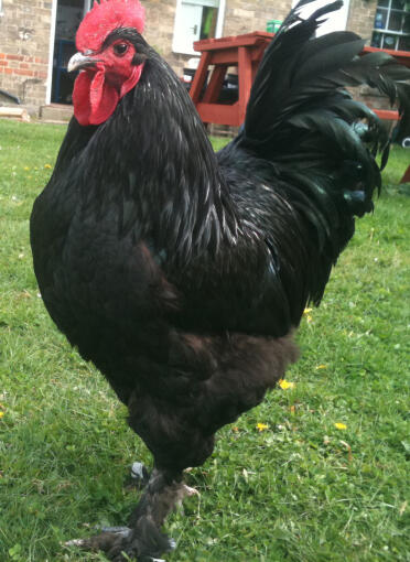 Huhn im garten posierend