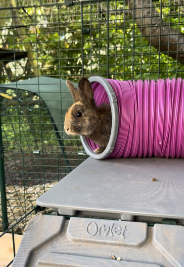 Daisy in ihrem neuen Lieblingstunnel