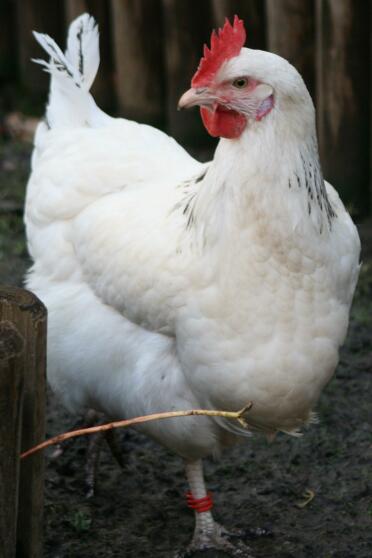Huhn im garten
