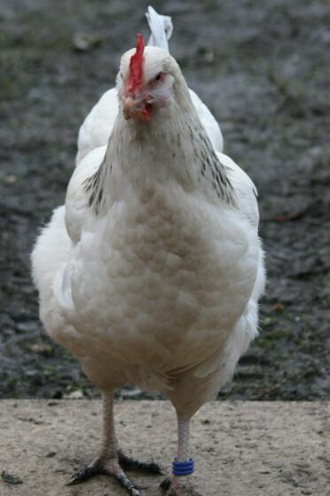 Huhn im garten