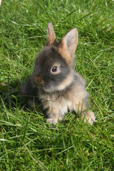 Niedliches flauschiges kaninchen im gras sitzend