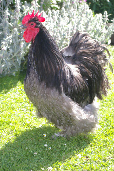 Blaue orpington-hühner posieren im garten