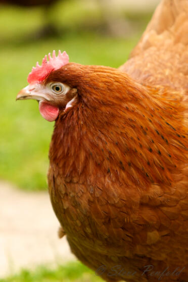 Hühner sind schöne haustiere für ihren garten.