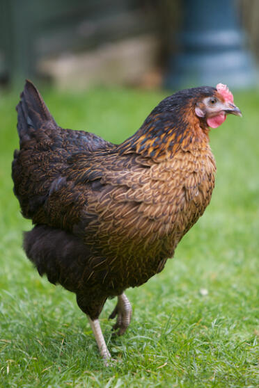 Ein wunderschönes misspepperot-huhn.