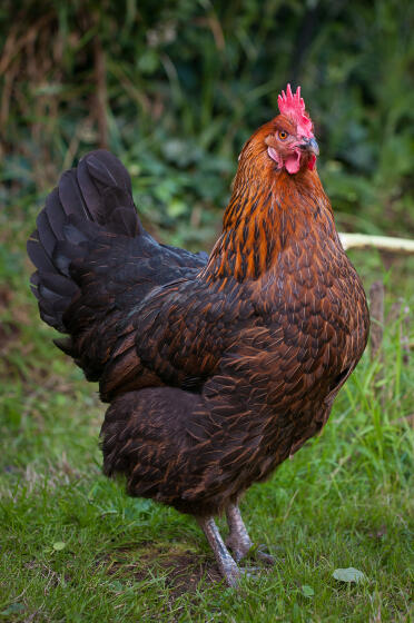 Anja - 8 Jahre alt und ein stolzer Vogel!
