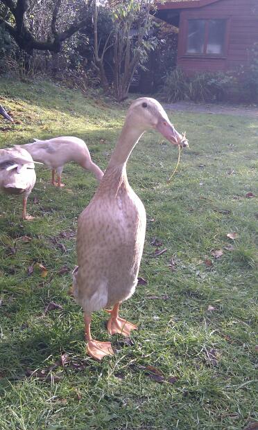 3 enten im garten