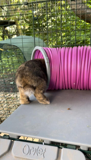 Schon verschwindet Daisy im Tunnel 