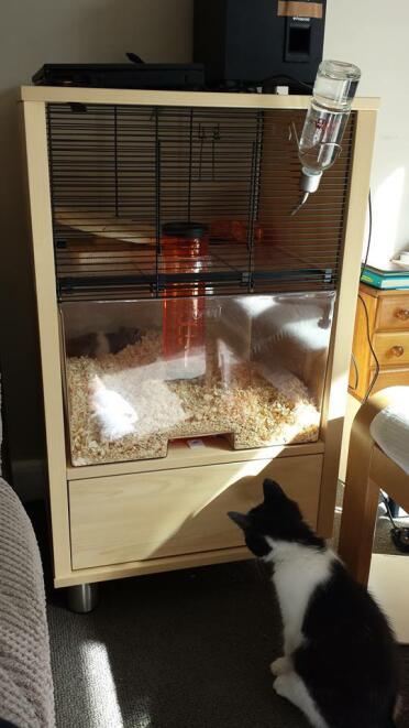 Mein kätzchen matilda und mein hamster tedder :)
