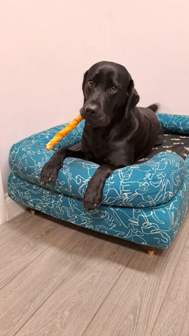 Ich liebe den doodle-hundeaufdruck!
