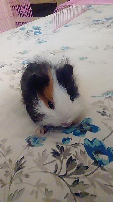 Muss ich mein Meerschweinchen gegen die Pest impfen?