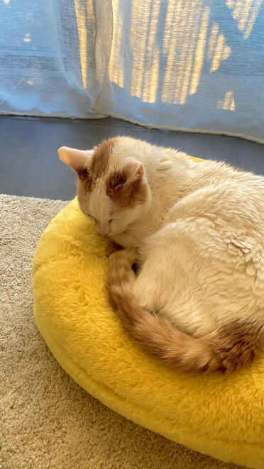 Bernie hat ihn sofort adoptiert und weicht ihm nicht mehr von der seite!