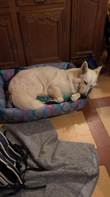 Snowbelle liebt ihren neuen schlafplatz und meine katzen auch, chantal 