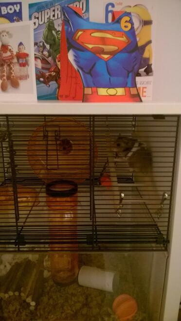 Gimli liebt sein neues zuhause!