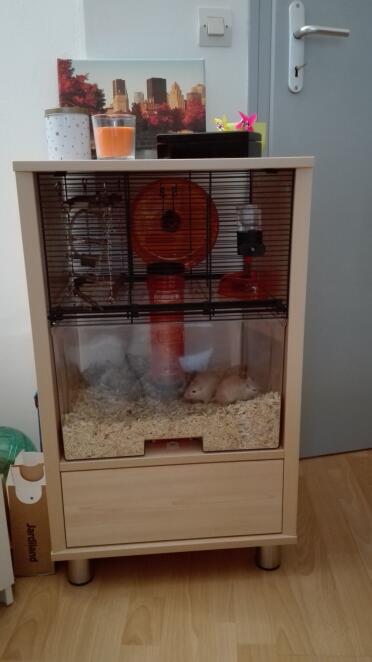 Käfig Qute meiner wüstenrennmäuse