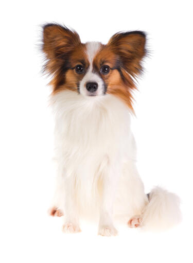 Ein flauschiger papillon mit gepflegtem fell