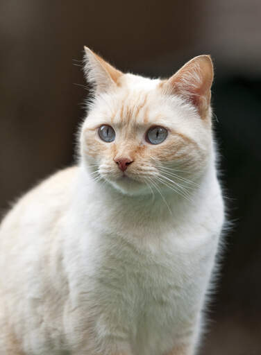 Eine colourpoint-katze mit roten abzeichen