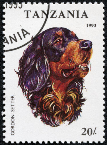 Ein Gordon setter auf einer tansanischen briefmarke