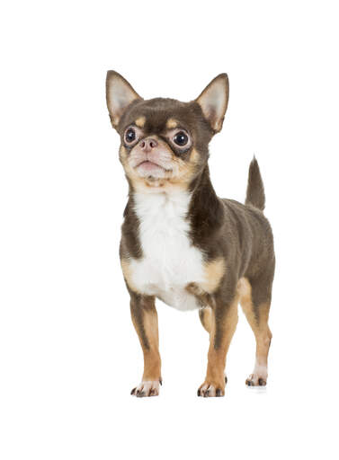 Ein kurzhaariger chihuahua, der aufrecht steht