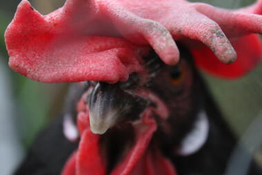 Leghorns neigen aufgrund ihrer großen Kämme zu Erfrierungen