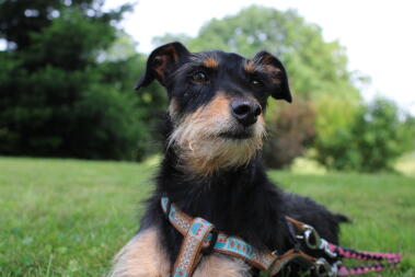 Ein hund, der sich im park entspannt.