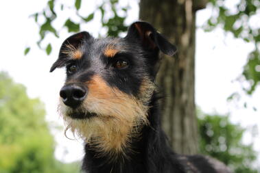 Ein hund, der sich im park umsieht.