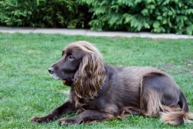 Mein arbeitender Cockerspaniel