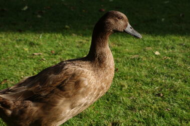 Khaki Campbell Ente