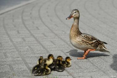 Meine enten auf dem weg zum Schwimmen.