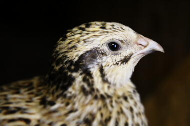 Italienische Coturnix Wachtel