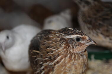 Männliche Coturnix Wachtel