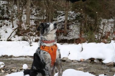 Hund mit geschirr in Snow