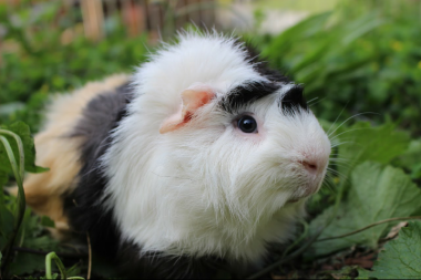 Meerschweinchen frisst blätter