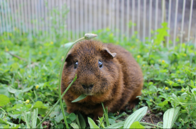 Meerschweinchen im auslauf