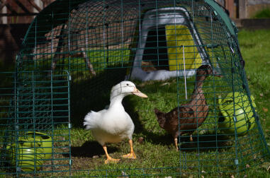 Dolly & Delilah genießen ihren Eglu Go!