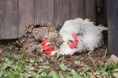 Ein braunes und ein weißes huhn in einem staubbad